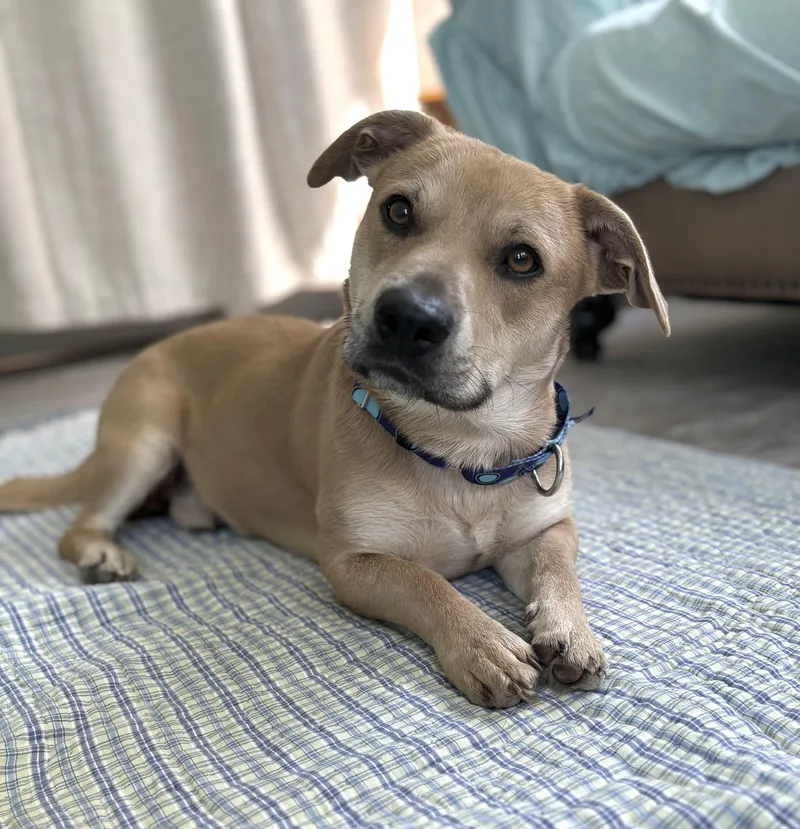 A young medium-sized male Labrador Retriever dog named Nemo for adoption in Hillsdale, NY