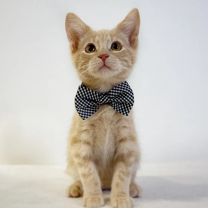 A baby medium-sized male Tabby (Orange / Red) Domestic Short Hair cat named Jorts for adoption in Watertown, WI