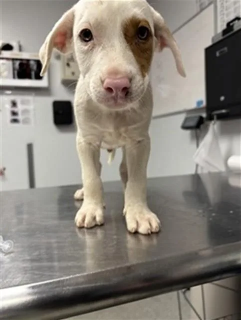 A baby small-sized male English Coonhound dog named Charlie Brown for adoption in Lincolnton, NC