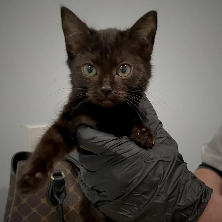 A young medium-sized female Black Domestic Short Hair cat named Khaleesi for adoption in Springfield, OR