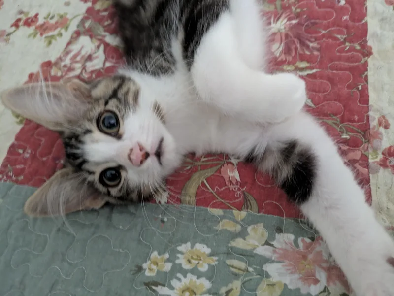A young medium-sized female Domestic Medium Hair cat named Macy for adoption in Walnut, CA