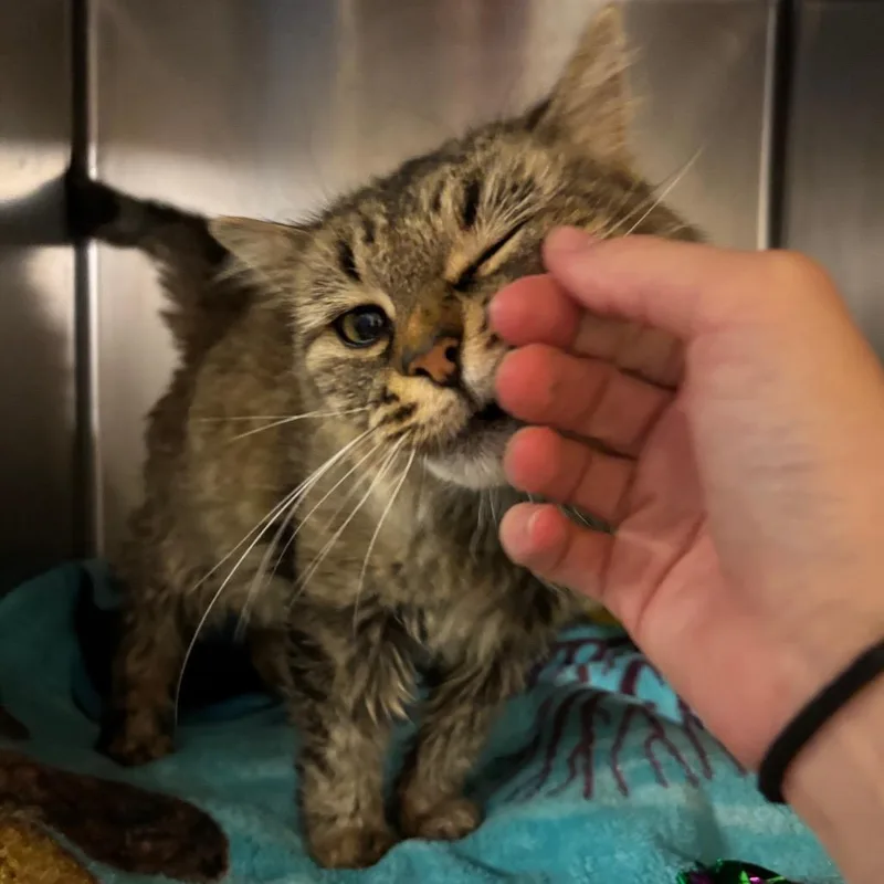 An adult medium-sized female Brown / Chocolate Domestic Medium Hair cat named Grandmas Fine China for adoption in York, PA