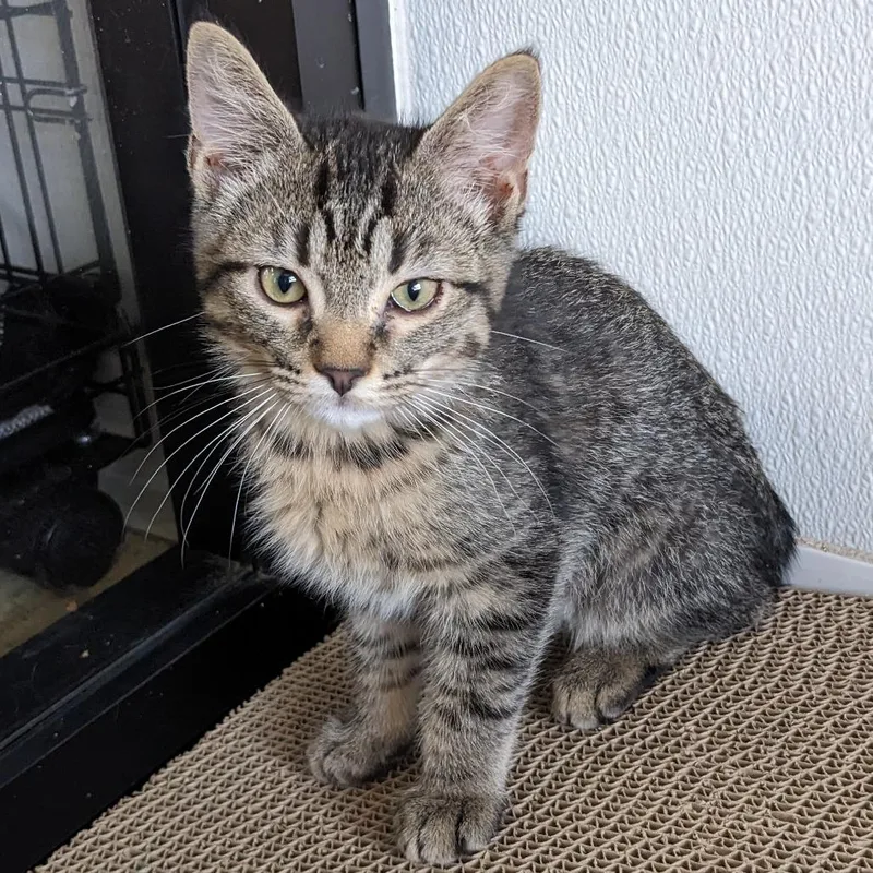 A baby small-sized male Brown / Chocolate Manx cat named Waffles Pl for adoption in Union, MO