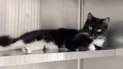 An adult medium-sized female Domestic Medium Hair cat named Stanley for adoption in Atlanta, GA
