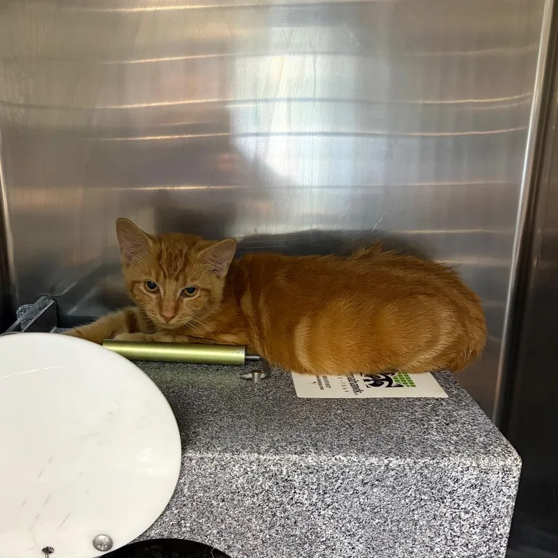 A baby small-sized male Orange / Red Domestic Short Hair cat named Purman Bates for adoption in Newark, NJ
