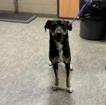 Chechita thumbnail 2