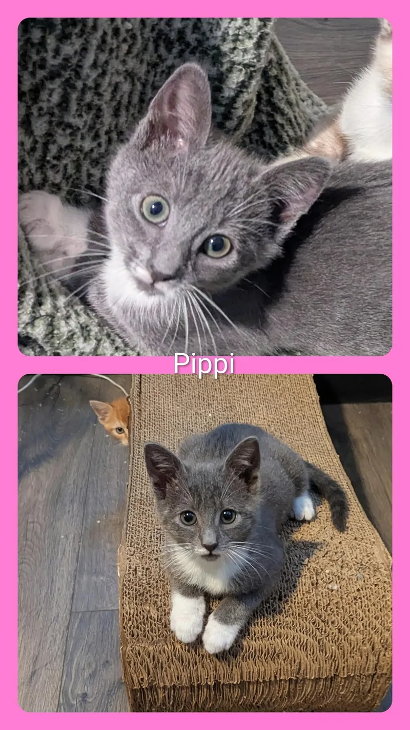 A baby medium-sized female Gray & White Domestic Short Hair cat named Pippi for adoption in Oakley, CA