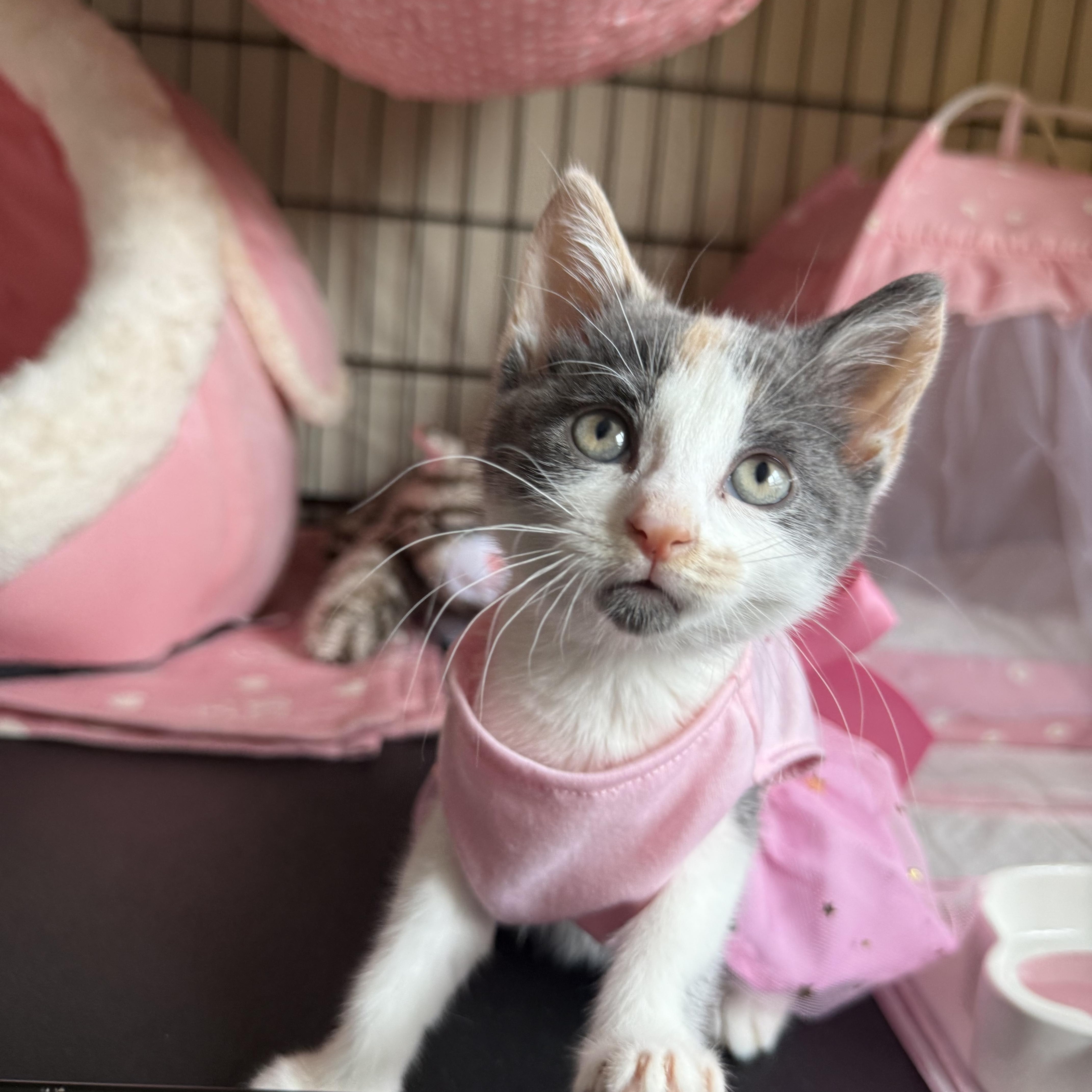 A baby small-sized female Dilute Calico Domestic Short Hair cat named Zuri for adoption in Brooklyn, NY