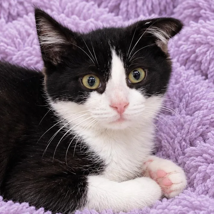 A baby medium-sized male Domestic Short Hair cat named George for adoption in Quincy, OH