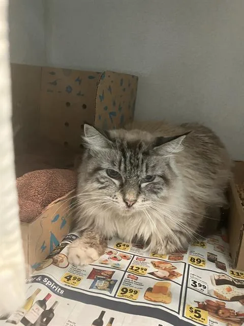An adult large-sized female Maine Coon cat named Frankie for adoption in Long Beach, CA