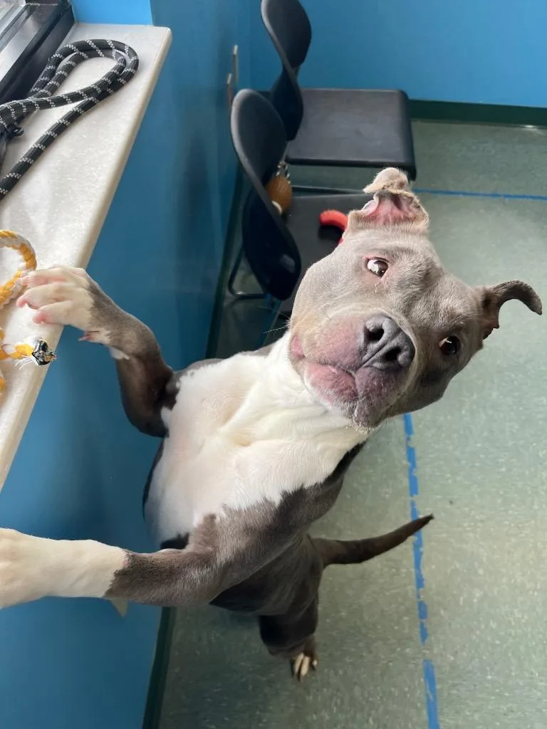 Graceland thumbnail 2