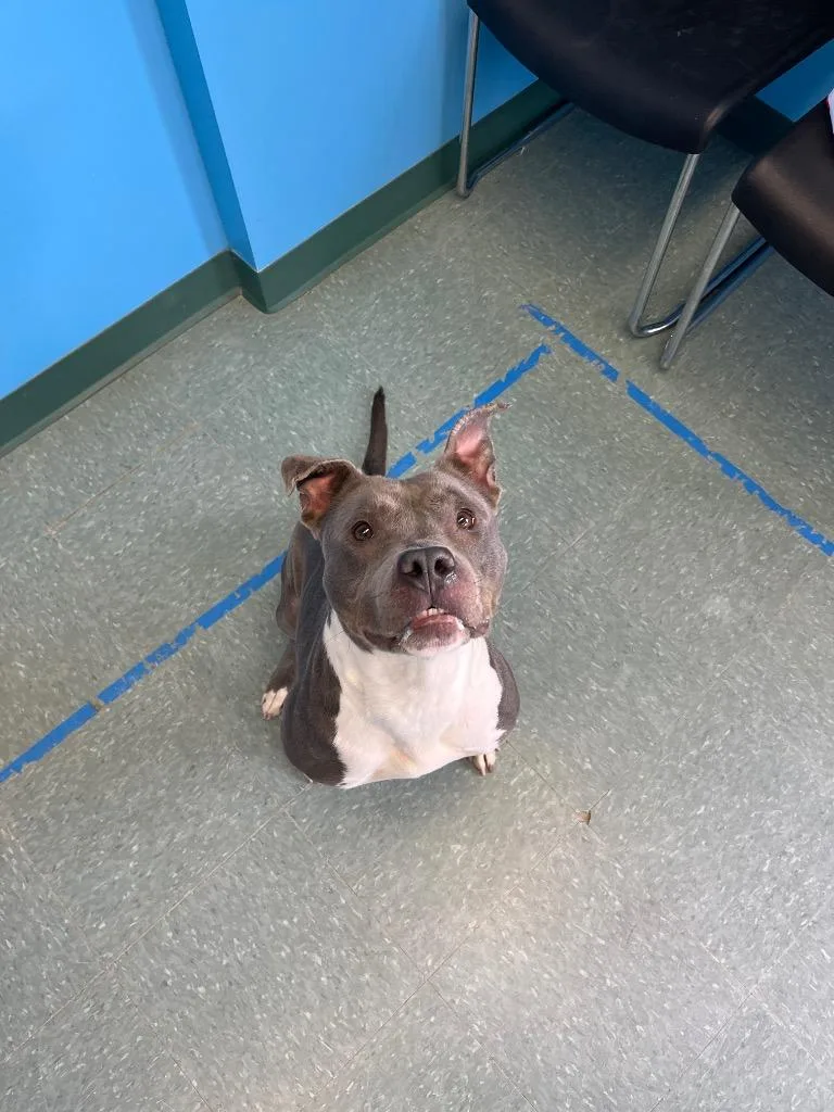 Graceland thumbnail 3