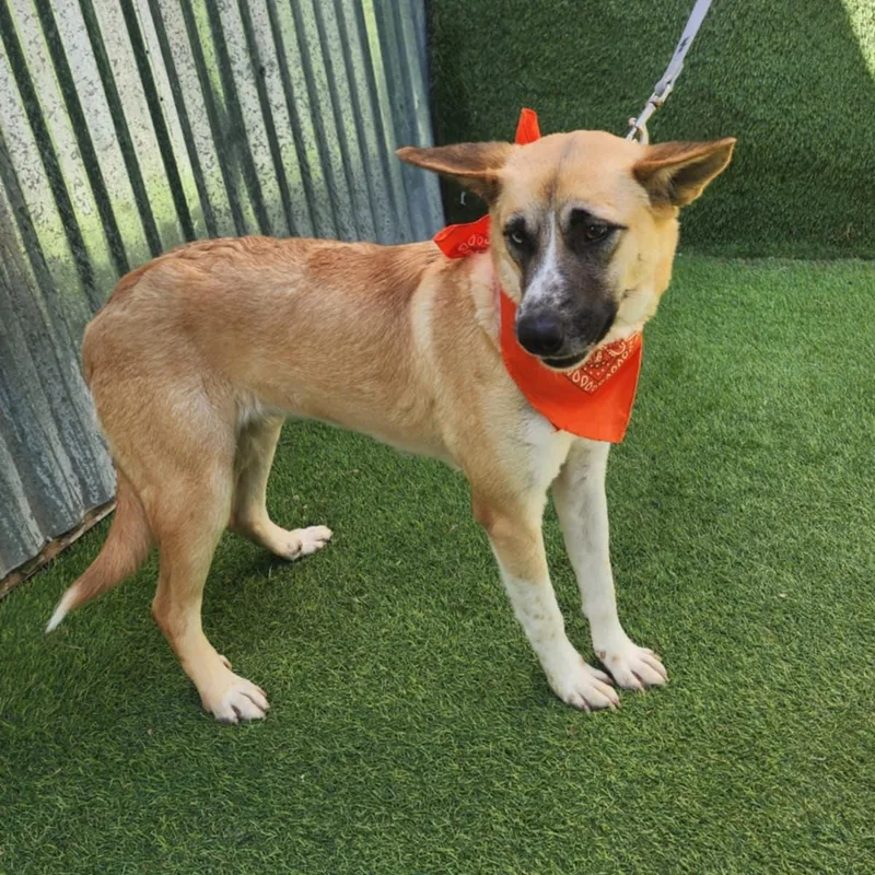 An adult medium-sized female Yellow / Tan / Blond / Fawn German Shepherd Dog dog named Amelia for adoption in Oak Point, TX
