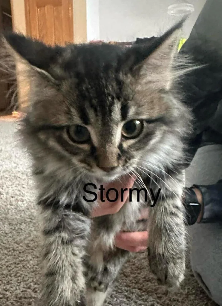 Stormy