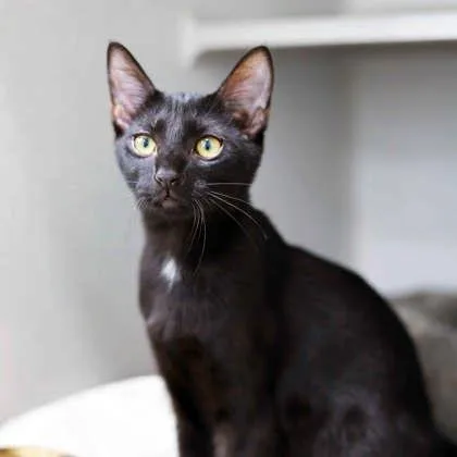 A baby small-sized male Black Domestic Short Hair cat named Gilly for adoption in Atlanta, GA
