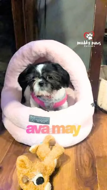 Ava May  No