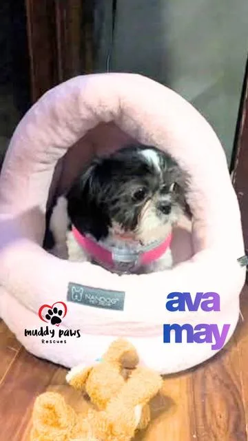 Ava May  No thumbnail 2