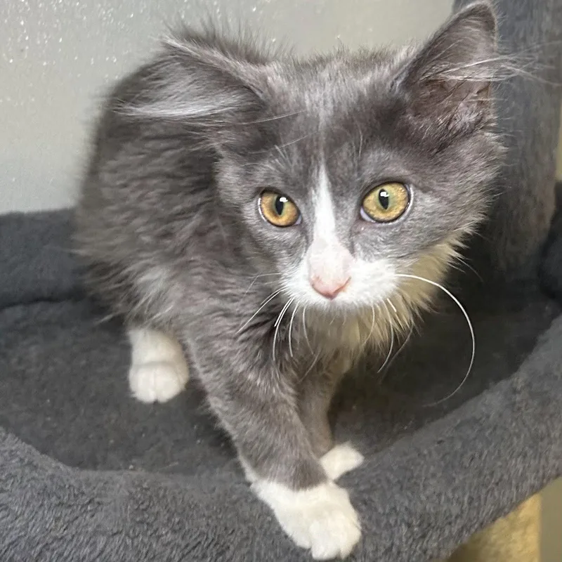 A young medium-sized female Gray / Blue / Silver Domestic Medium Hair cat named Shadow for adoption in Norwood, OH