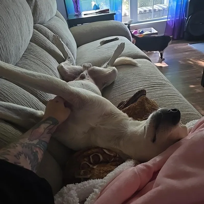 Charley thumbnail 4
