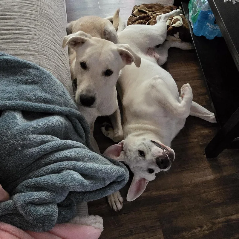 Charley thumbnail 5