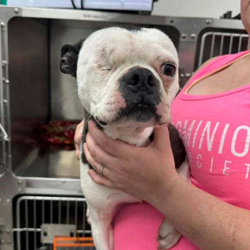 An adult small-sized female White / Cream Mixed Breed dog named Wink for adoption in Fredericksburg, VA