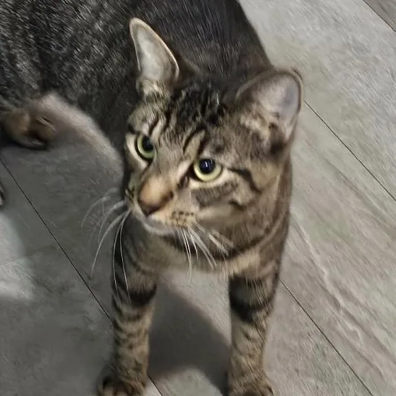 A young small-sized female Gray & White Abyssinian cat named MAYObonded with Ketchup for adoption in New York, NY