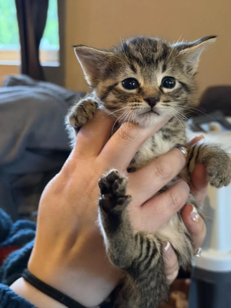 A baby small-sized male Brown / Chocolate Domestic Short Hair cat named Gregory Bridgerton for adoption in Poplar Grove, IL