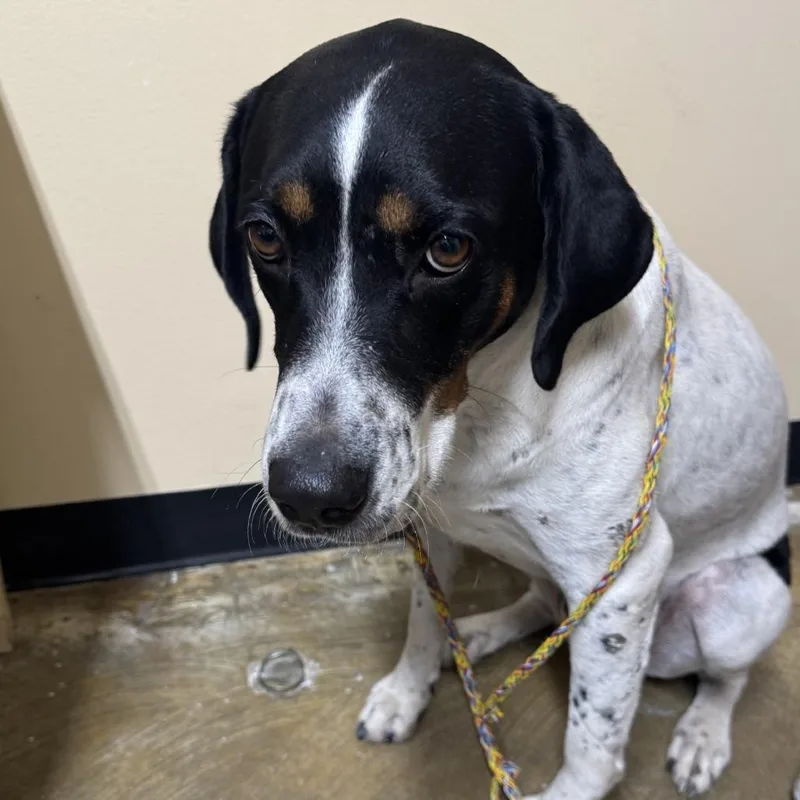 An adult medium-sized male White / Cream Mixed Breed dog named Kaiser for adoption in Corinth, MS