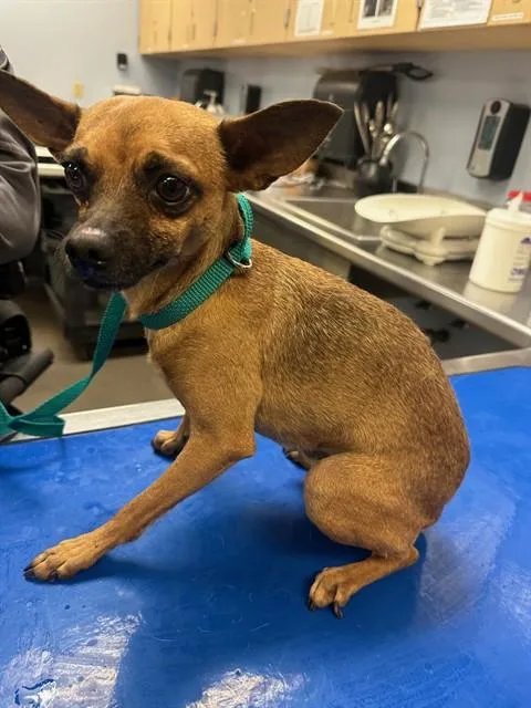 A young small-sized male Chihuahua dog named Pico for adoption in Phoenix, AZ