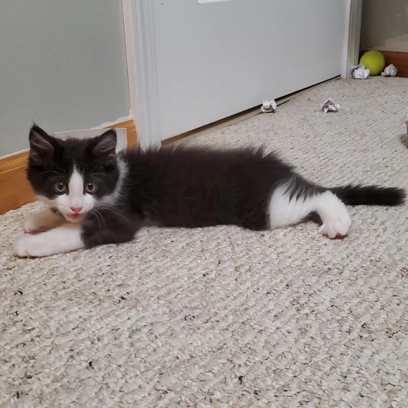 A baby small-sized female Black Domestic Medium Hair cat named Found SE Park Lane for adoption in Rochester, MN