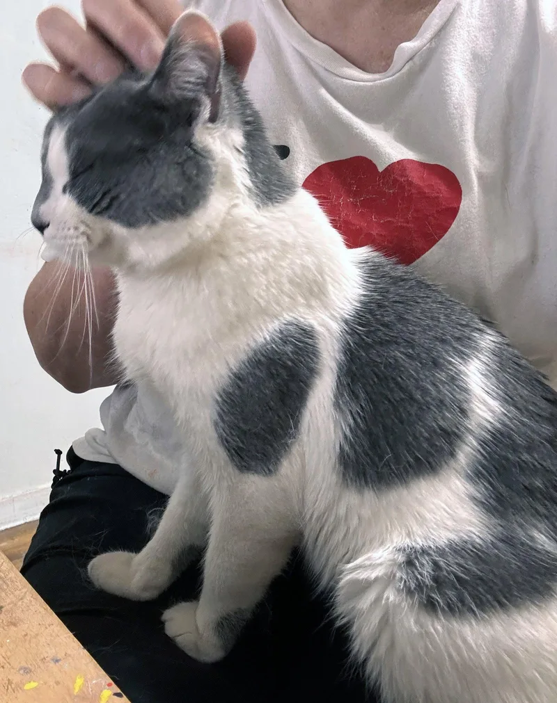 A young medium-sized male Gray & White Domestic Medium Hair cat named Crumbs! for adoption in Brooklyn, NY