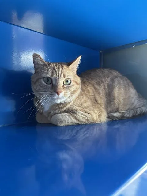 An adult small-sized female Domestic Short Hair cat named Luna for adoption in Westminster, MD