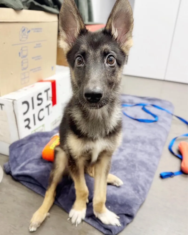 A young medium-sized female German Shepherd Dog dog named Wallaby Marsupial for adoption in Pittsburg, CA