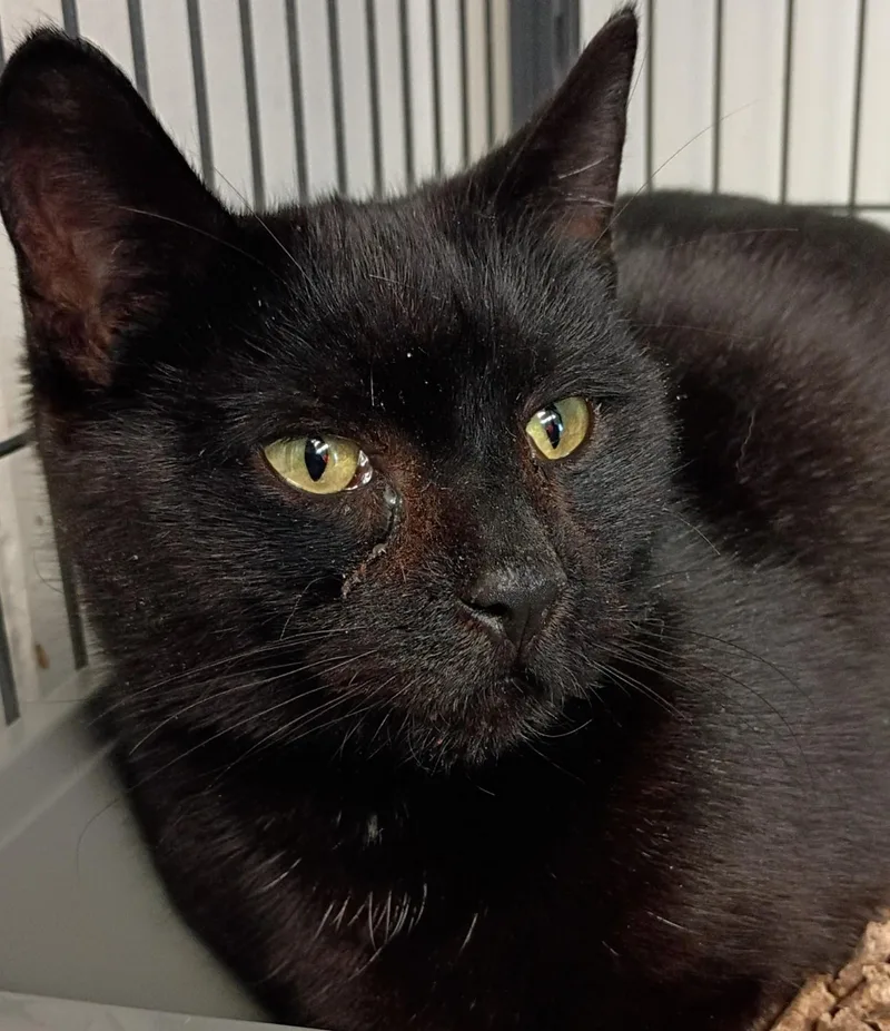 An adult medium-sized female Black Domestic Short Hair cat named Pepper for adoption in New Windsor, NY
