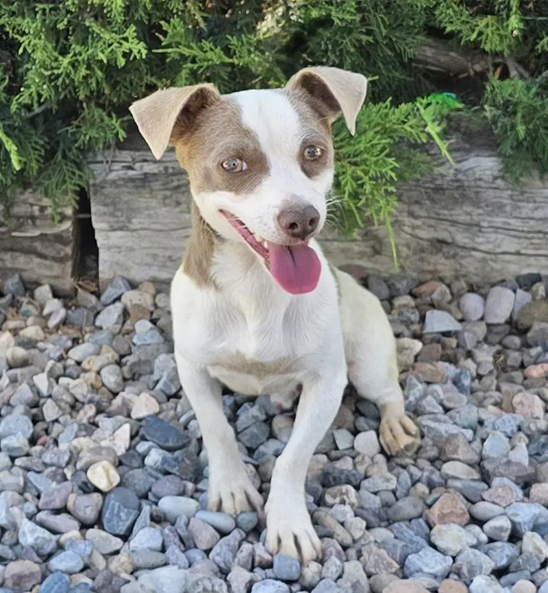 A young small-sized male White / Cream Rat Terrier dog named Tantalizing Lil Mr Tango for adoption in Albuquerque, NM