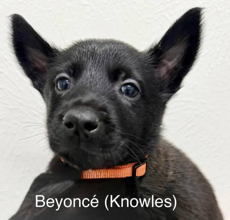 Texas Legends Litter Beyoncé thumbnail 3
