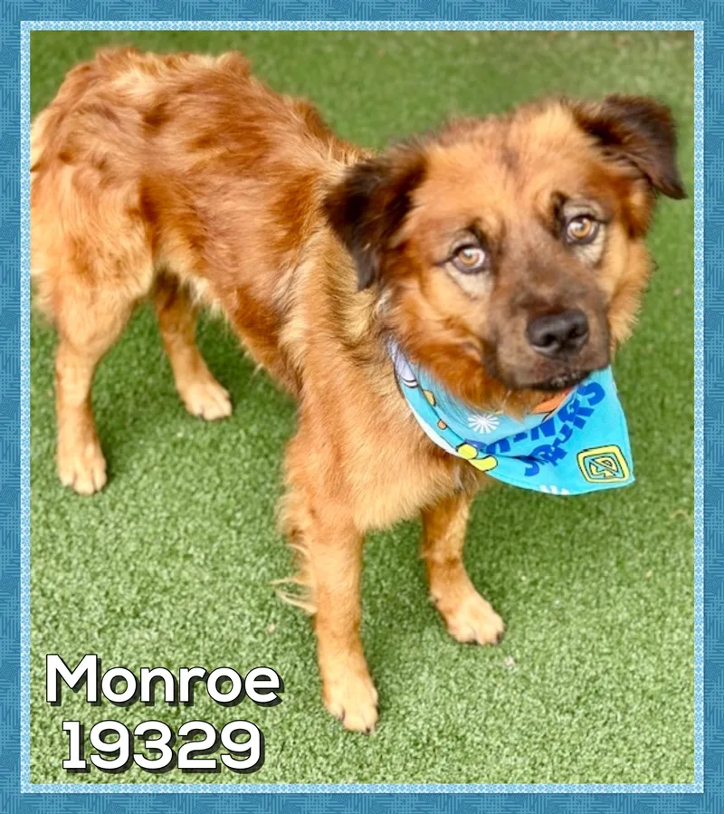 An adult medium-sized male Red / Chestnut / Orange Shepherd dog named Monroe for adoption in Marietta, GA