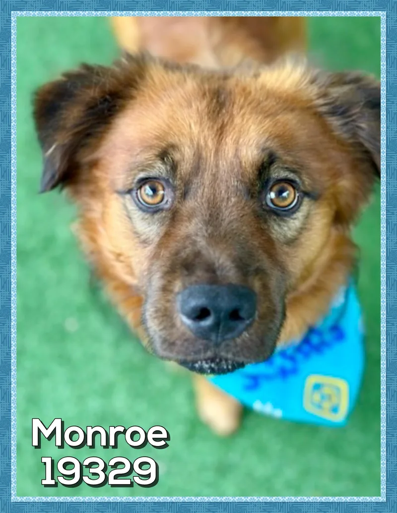 Monroe thumbnail 4
