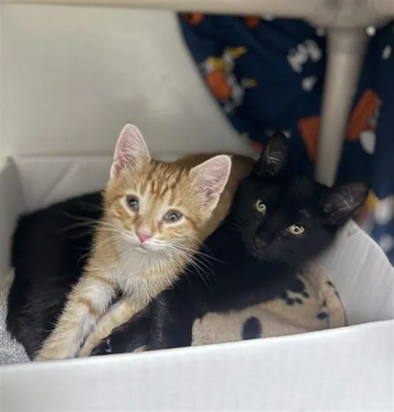 A baby medium-sized male Domestic Short Hair cat named Ground Beef for adoption in Boston, MA