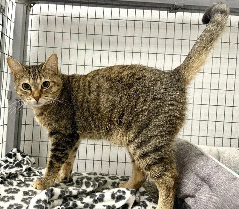 An adult medium-sized female Tabby (Brown / Chocolate) Tabby cat named Noodles for adoption in West Hills, CA
