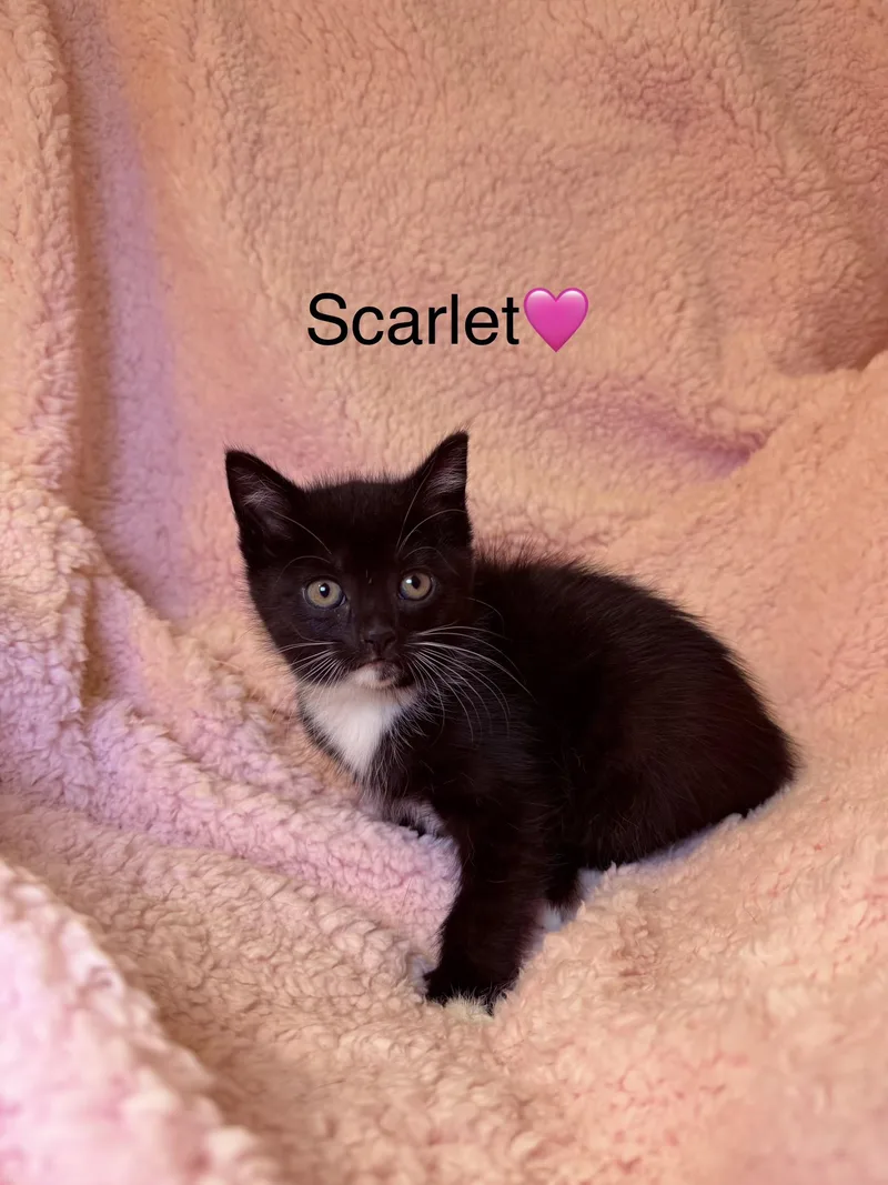 A baby medium-sized female Black & White / Tuxedo Domestic Short Hair cat named Scarlet for adoption in Copley, OH