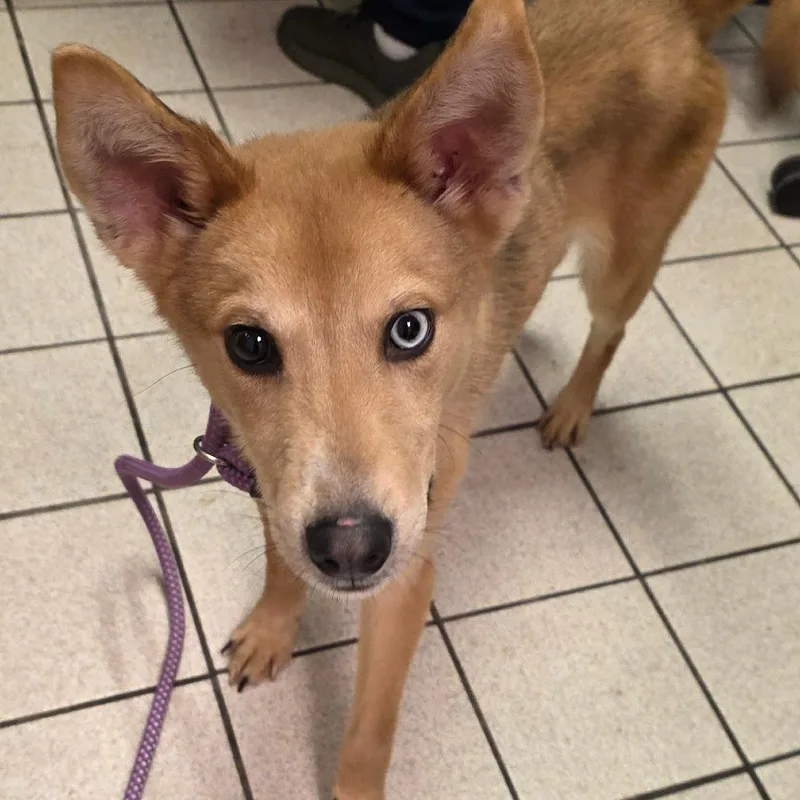 A young small-sized male Yellow / Tan / Blond / Fawn Mixed Breed dog named Teddy for adoption in Charleston, WV