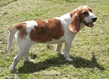 A young medium-sized female Red / Chestnut / Orange Beagle dog named BryAnna for adoption in West Decatur, PA