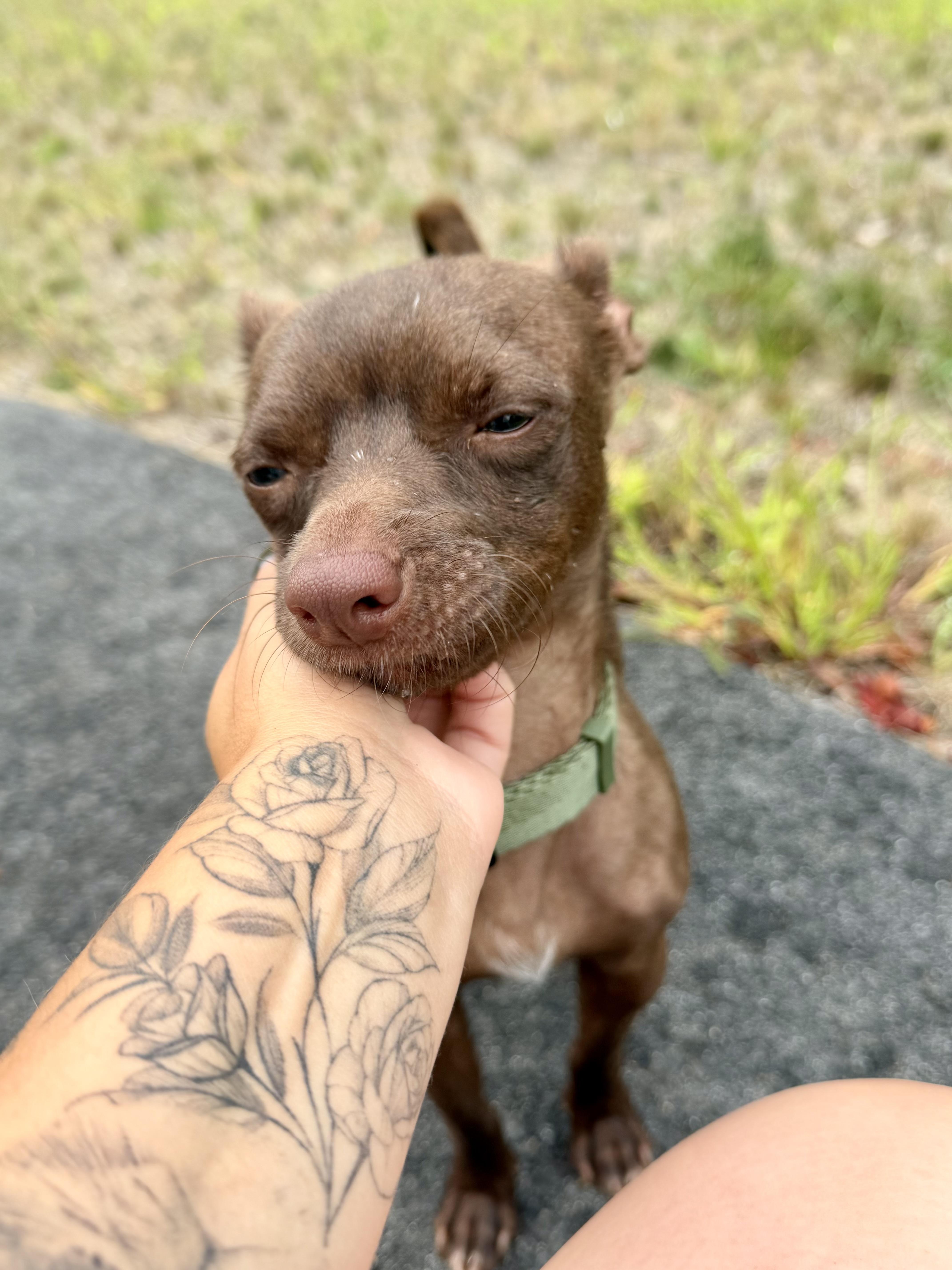 Brownie