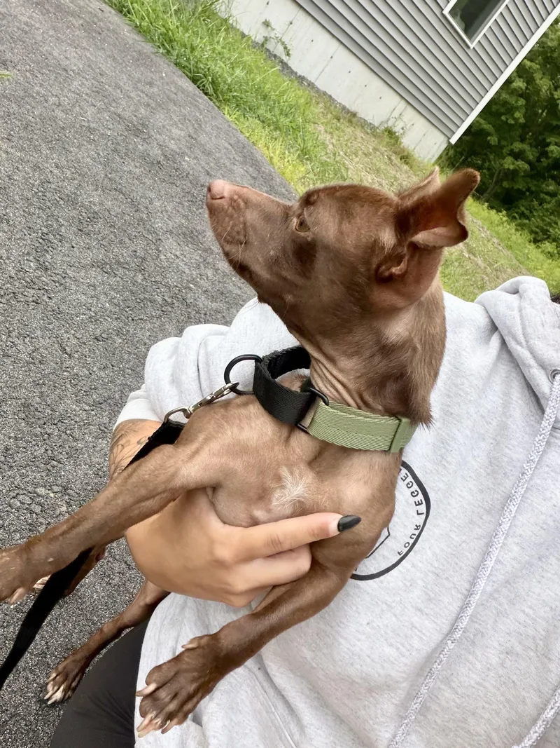 Brownie thumbnail 2
