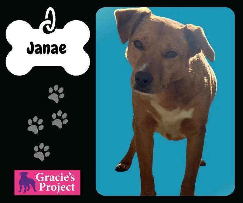 An adult medium-sized female Yellow / Tan / Blond / Fawn Mixed Breed dog named Janae for adoption in Canyon, TX