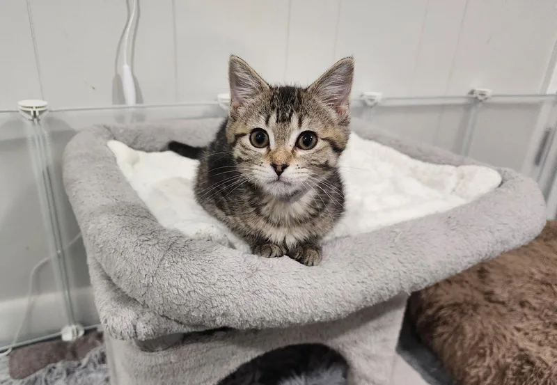 A baby medium-sized female Domestic Short Hair cat named Lenny for adoption in Wheaton, IL