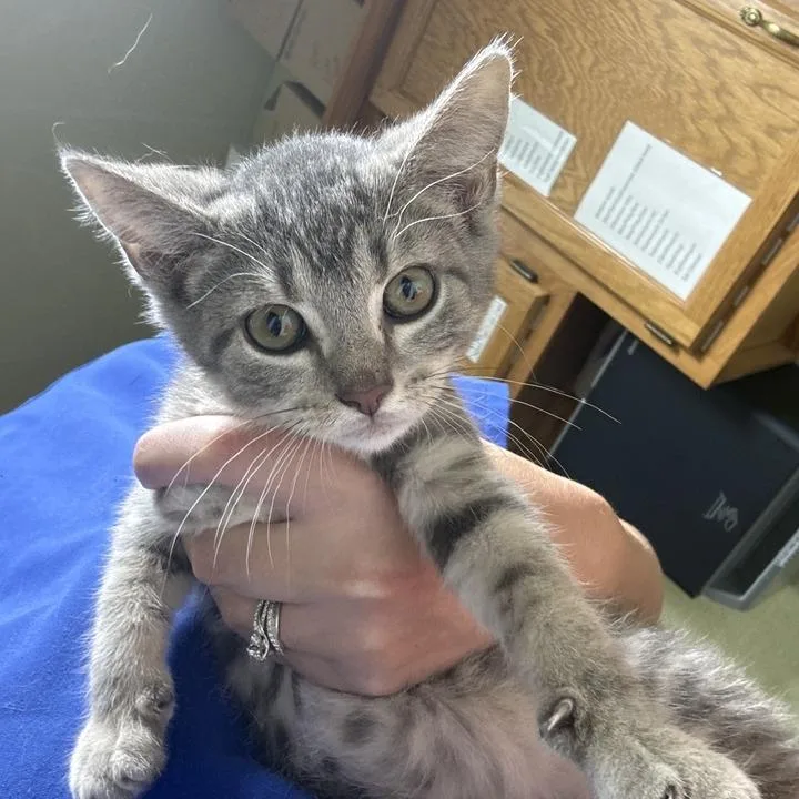 A baby small-sized male Gray / Blue / Silver Domestic Short Hair cat named Grouse for adoption in Lewisburg, WV
