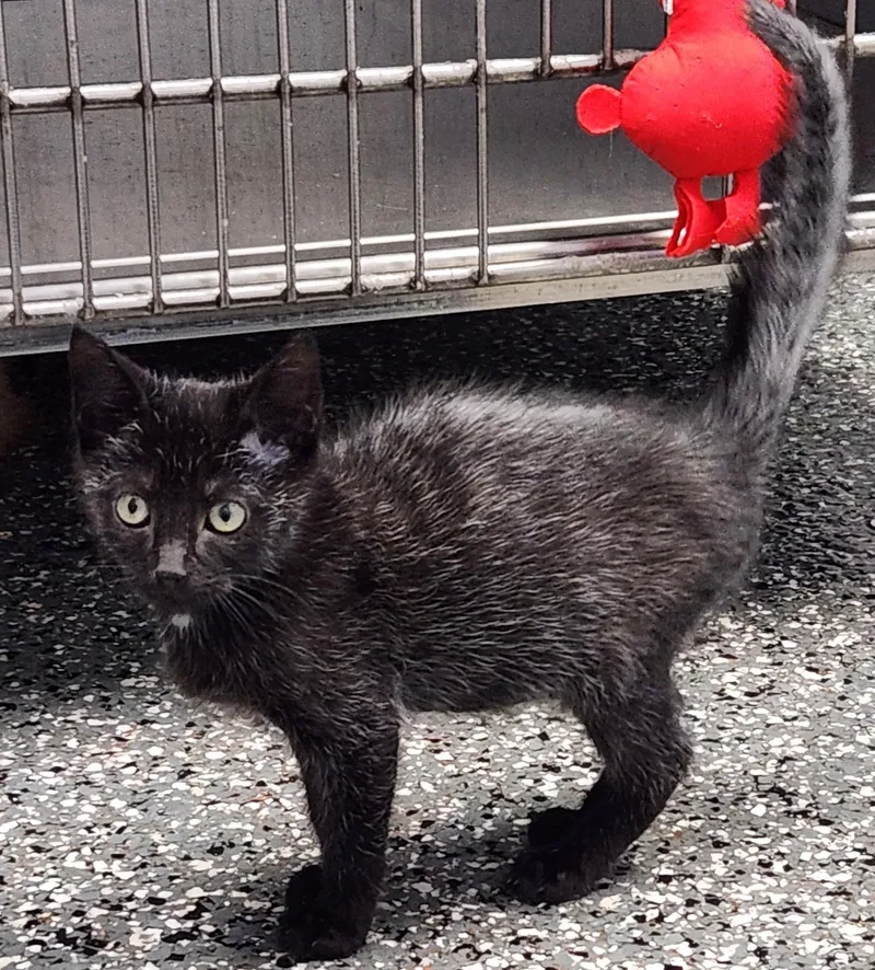 A baby medium-sized male Black Domestic Short Hair cat named Tolbert for adoption in Siloam Springs, AR