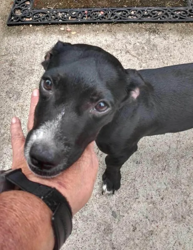 A young small-sized male Black Mixed Breed dog named Poncho for adoption in Georgetown, OH
